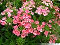 Garden vervain